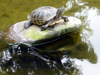 Amerika Aardbei Gaan Waterschildpadden
