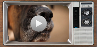 video's hond 